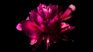 Pink flower, Peony flowers, Black background, AMOLED, Pink aesthetic, 4K wallpaper
