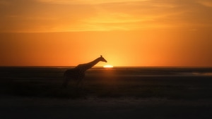 Giraffe, Animals, Sunset, Sunrise, Silhouette, Photography, 4K wallpaper