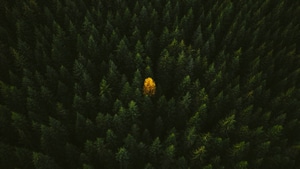 Trees, Nature, 4K wallpaper