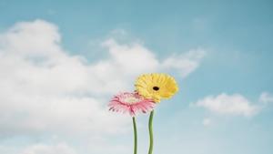 Flowers, Photography, Minimalism, Minimalist, Artist, Artwork, Digital Art, 4K wallpaper