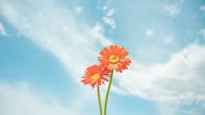 Flowers, Photography, Nature, 4K wallpaper