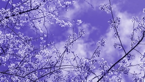 Flowers, Nature, 4K wallpaper