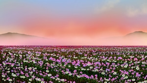 Flowers, Field, Nature, Artist, 4K wallpaper