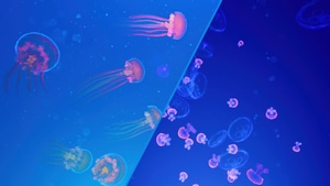 Jellyfish, Underwater, Animals, Abstract, Artstation, 4K wallpaper