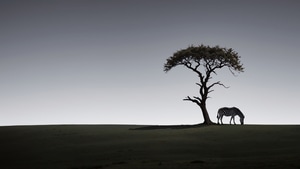 Zebra, Animals, Silhouette, Artist, Artwork, Digital Art, 4K wallpaper