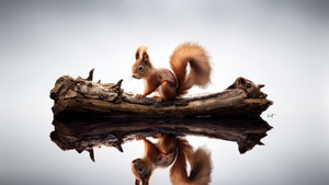 Squirrel, Animals, 4K wallpaper