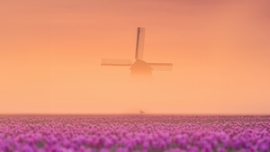 Netherlands, World, Windmill, Nature, 4K wallpaper