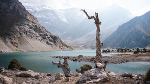 Tree, Mountains, Nature, 4K wallpaper