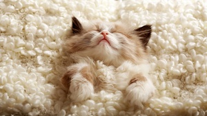 Fluffy, Cute Kitten, Furry, Cozy, Adorable, Sleeping, 4K wallpaper