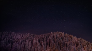 Forest, Night, Landscape, Trees, Nature, 4K wallpaper