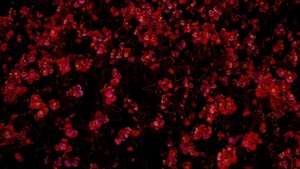 Flowers, Red, Nature, 4K wallpaper