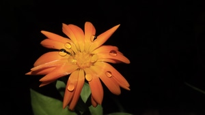 Flower, Drops, Oled, Dark, Black, Artist, Artwork, Digital Art, Computer, 4K wallpaper