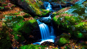 Mossy rocks, Green Moss, Autumn leaves, Forest, Water Stream, Long exposure, Serene, Flowing Water, Lush green field, Tranquility, 4K wallpaper
