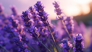 Lavender, Flowers, Field, 4K wallpaper