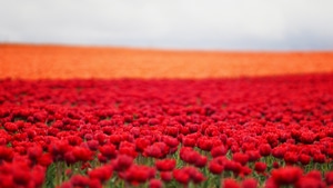 Tulip, Flowers, Field, Artist, Artwork, Digital Art, 4K wallpaper