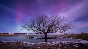Tree, Aurora, Northern Lights, Nature, Sky, 4K wallpaper