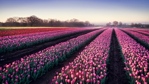 Tulips field, Morning breeze, Tulip garden, Colorful flowers, 4K wallpaper