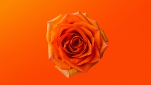 Orange Rose, Orange aesthetic, Orange flower, Orange background, 4K wallpaper