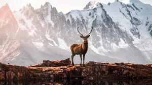 Reindeer, Mountains, Nature, 4K wallpaper