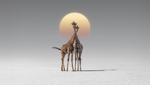 Giraffe, Animals, Artist, Artwork, Digital Art, 4K wallpaper