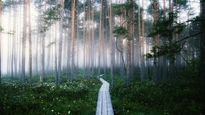 Forest, Nature, Trees, 4K wallpaper