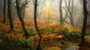 Foggy, Autumn Forest, Thick forest, Fall, Aesthetic, 4K wallpaper
