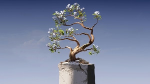 Bonsai, Tree, Cgi, Artist, Artwork, Digital Art, 4K wallpaper