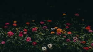 Flowers, Nature, 4K wallpaper