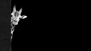 Giraffe, Animals, Monochrome, Black And White, 4K wallpaper