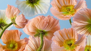 Poppy flowers, Orange flowers, Blue background, 4K wallpaper