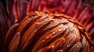 Macro, Orange aesthetic, Water droplets, Petals, Texture, Floral, Vibrant, Dew Drops, Artistic, Bloom, Focus, Closeup Photography, 4K wallpaper