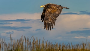 Eagle, Birds, 4K wallpaper