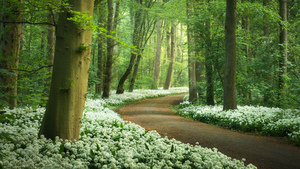 Forest path, White flowers, Spring, Green Trees, 4K wallpaper