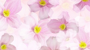 Spring flowers, Blossom, Aster flower, Pattern, Floral Background, Pink flowers, 4K wallpaper