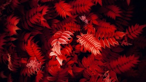 Red leaves, Foliage, Closeup Photography, Red aesthetic, 4K wallpaper