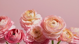 Pink aesthetic, Pink flowers, 4K wallpaper