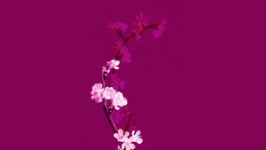 Cherry blossom, Floral, Purple aesthetic, Minimalist, 4K wallpaper
