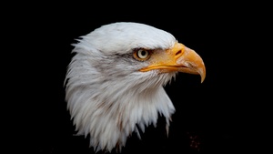 Bald eagle, Bird of prey, Raptor, Black background, AMOLED, 4K wallpaper