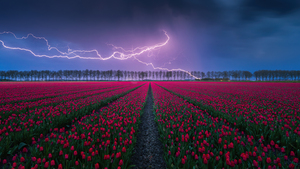 Tulips field, Lightning Strike, Storm, Cloudy Sky, Tulip garden, 4K wallpaper