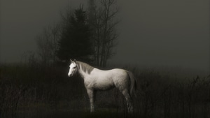 Horse, Animals, Photography, Behance, 4K wallpaper