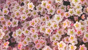 Flowers, Nature, 4K wallpaper