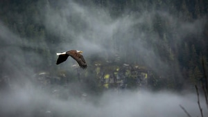 Eagle, Flying, Birds, Wings, Animals, 4K wallpaper