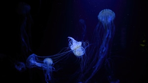 Jellyfish, Underwater, Animals, Photography, 4K wallpaper