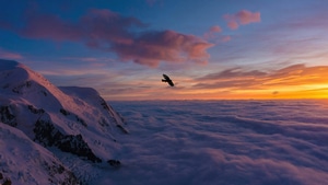 Birds, 4K wallpaper