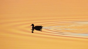 Duck, Silhouette, Birds, Nature, 4K wallpaper