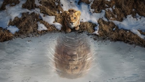 Mufasa The Lion King, Movies, 2024 Movies, Animated Movies, Disney, The Lion King, 4K wallpaper