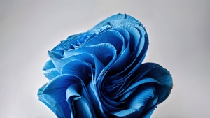 Windows 11, Paper Art, AI art, Grey background, Blue flower, Bloom collection, 4K wallpaper