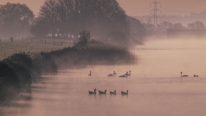 Duck, Birds, 4K wallpaper