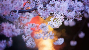 Cherry, Blossom, Tree, Plants, Nature, Flowers, , 4K wallpaper