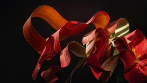 Poppy flower, Paper Art, Windows 11, Dark background, 4K wallpaper